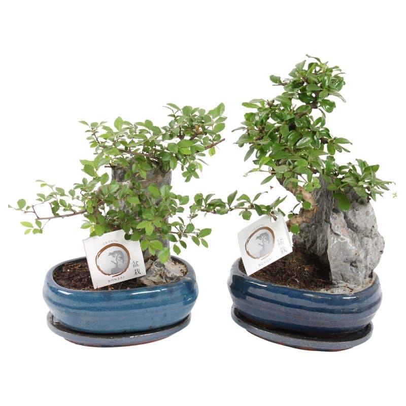 Bonsai Fa (Mix) 21/35cm