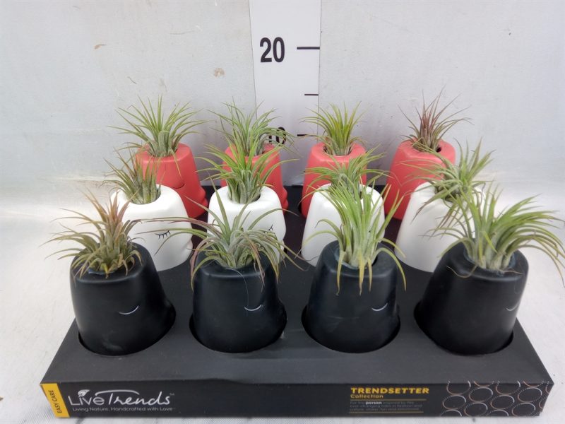 Arrangements (Kamerplant/ Tillandsia- Kiss Me) 3cm