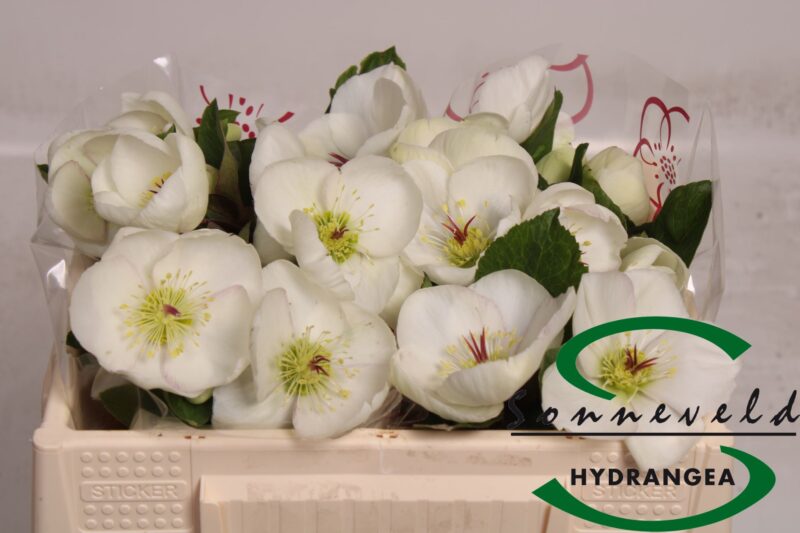 Helleborus- Hunyor (Aarend Nora White) 30cm