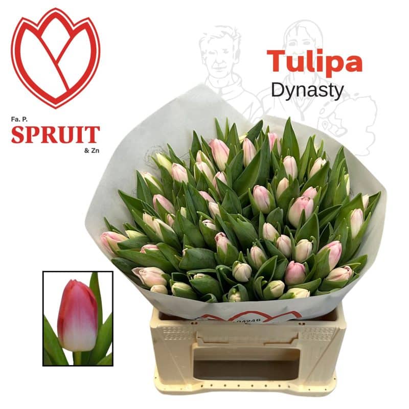 Fehér/Rózsaszín Tulipán (EN Dynasty) 37 cm