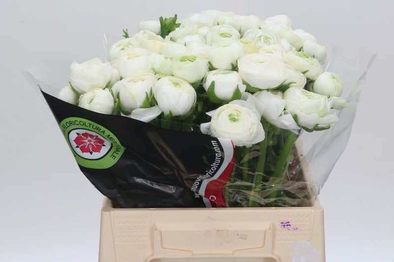 Fehér Boglárka- Ranunculus (Elegance White) 40cm