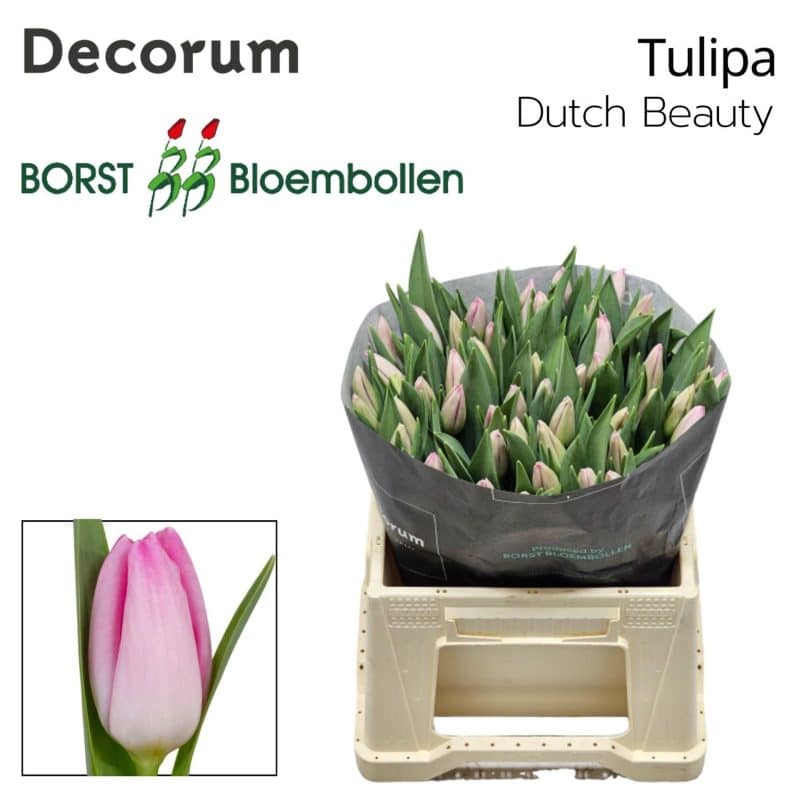 Rózsaszín/Fehér Tulipán (DU Dutch Beauty) 42cm