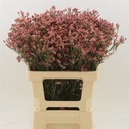Mályva Limonium (Sin Max Diamond) 50cm