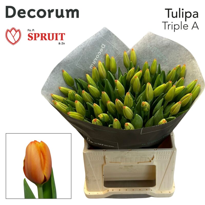 Narancs Tulipán (EN Triple) 43 cm