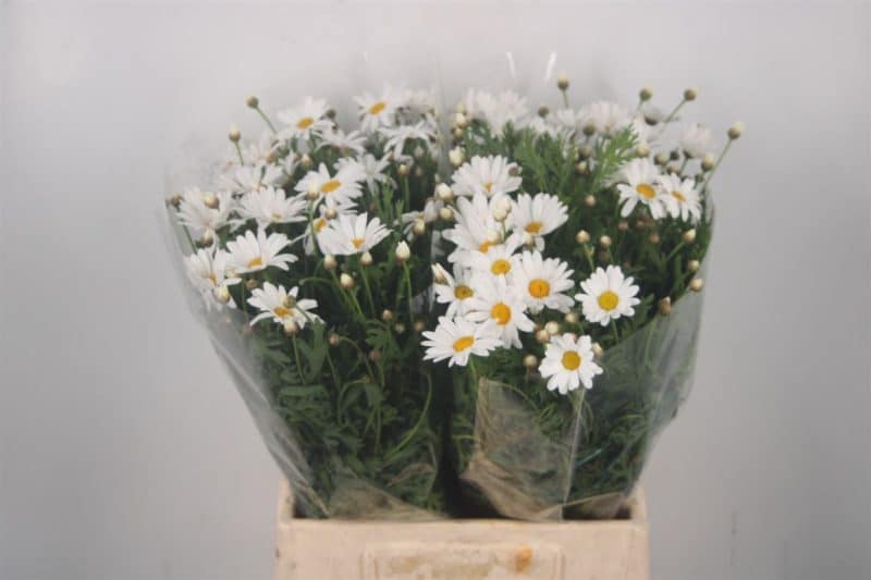 Leucanthemum vulgare- Réti margitvirág- 45cm