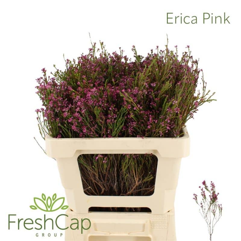 Erica corifolia- 50cm