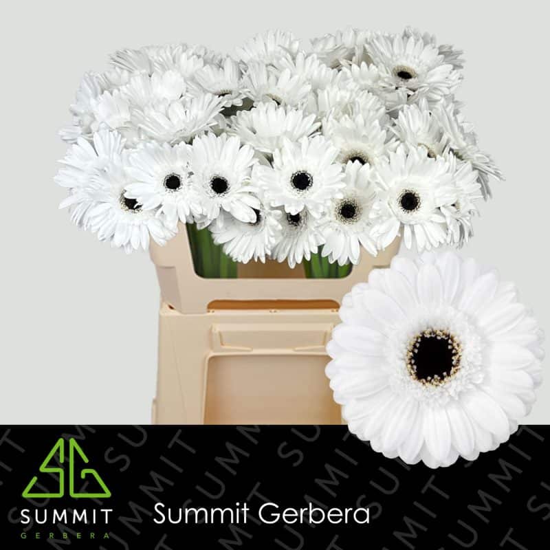 Fehér Gerbera (Mini Yukina) 50cm