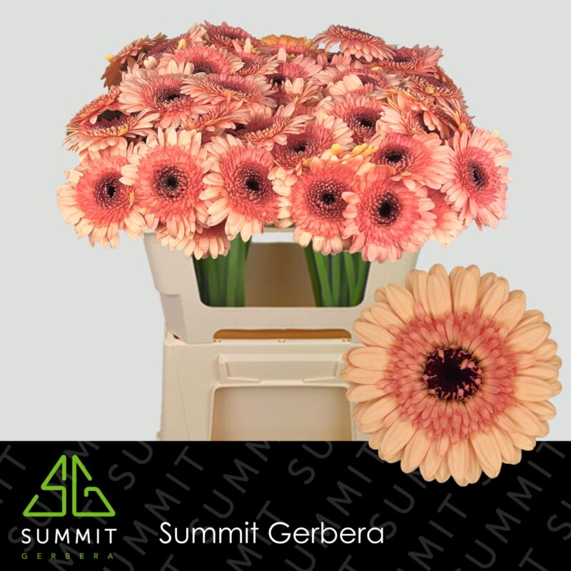 Barack Gerbera (Mini Oreo) 50cm