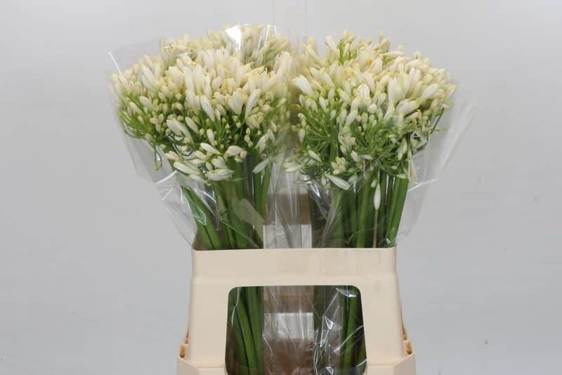 Agapanthus- Szerelemvirág (White Heaven) 60cm