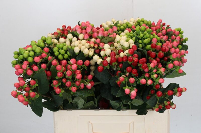 Mix Hypericum (Rainbow Romance) 60cm