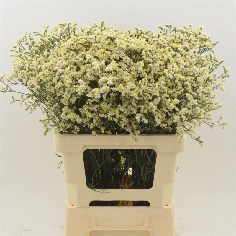 Fehér Limonium- Sóvirág (Sin China White) 60cm