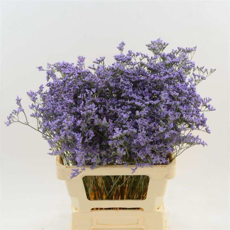 Lila Limonium- Sóvirág (Maine Blue) 60 cm