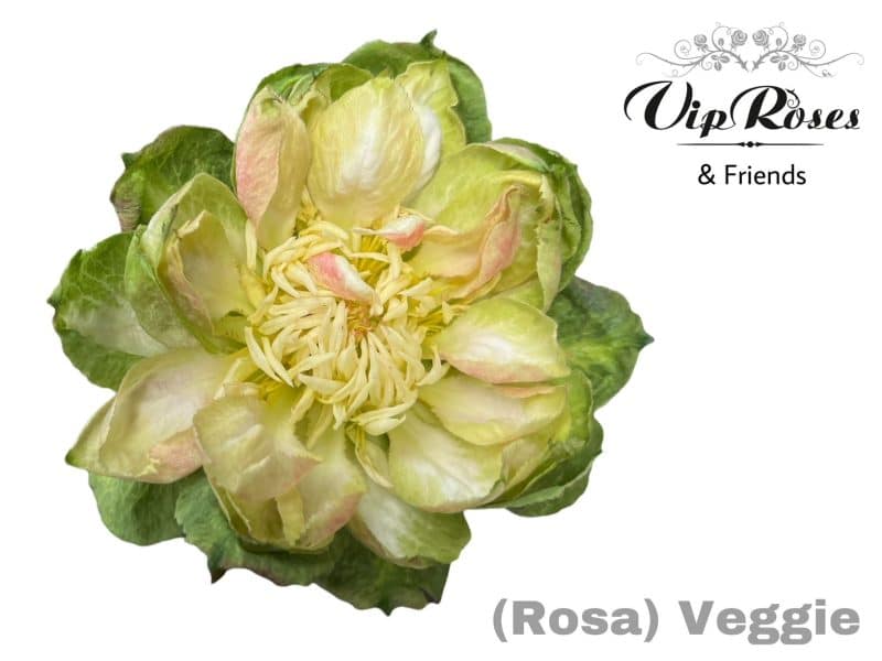 Zöld Rózsa (Vip Roses- Veggie) 60 cm