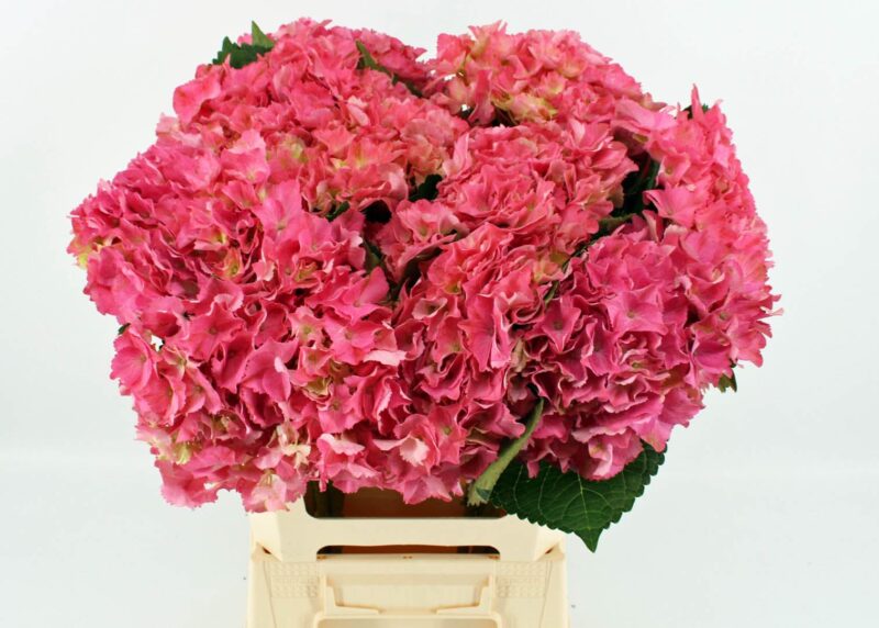 Hydrangea- Hortenzia (Scarlet) 65cm