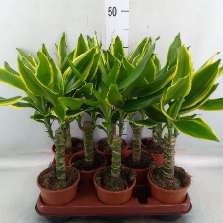 Dracaena Fragrans- Illatos Sárkányfa (Golden Coast) 11/45cm