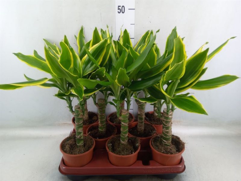 Dracaena Fragrans- Illatos Sárkányfa (Golden Coast) 11/45cm