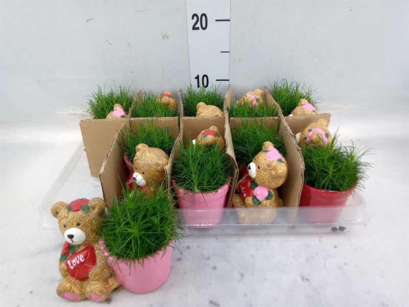 Arrangements (Kamerplant/ Sagina- Teddy bear) 6cm