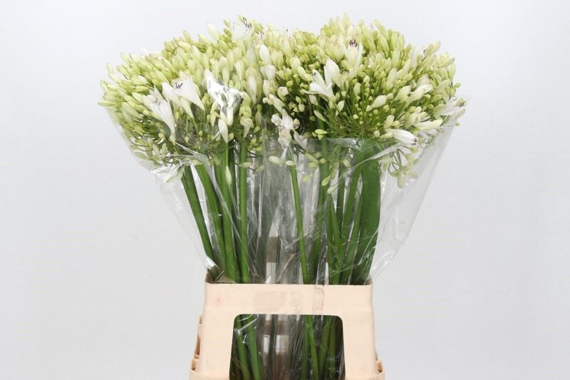 Agapanthus- Szerelemvirág (White Heaven) 60cm NN