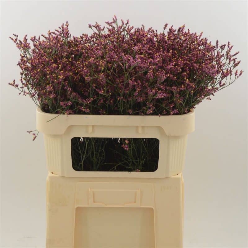 Limonium- Sóvirág (Sin Scarlet Diamond) 70 cm