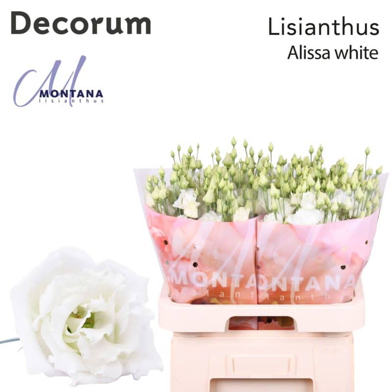 Fehér Lisianthus (DU Alissa White) 70cm