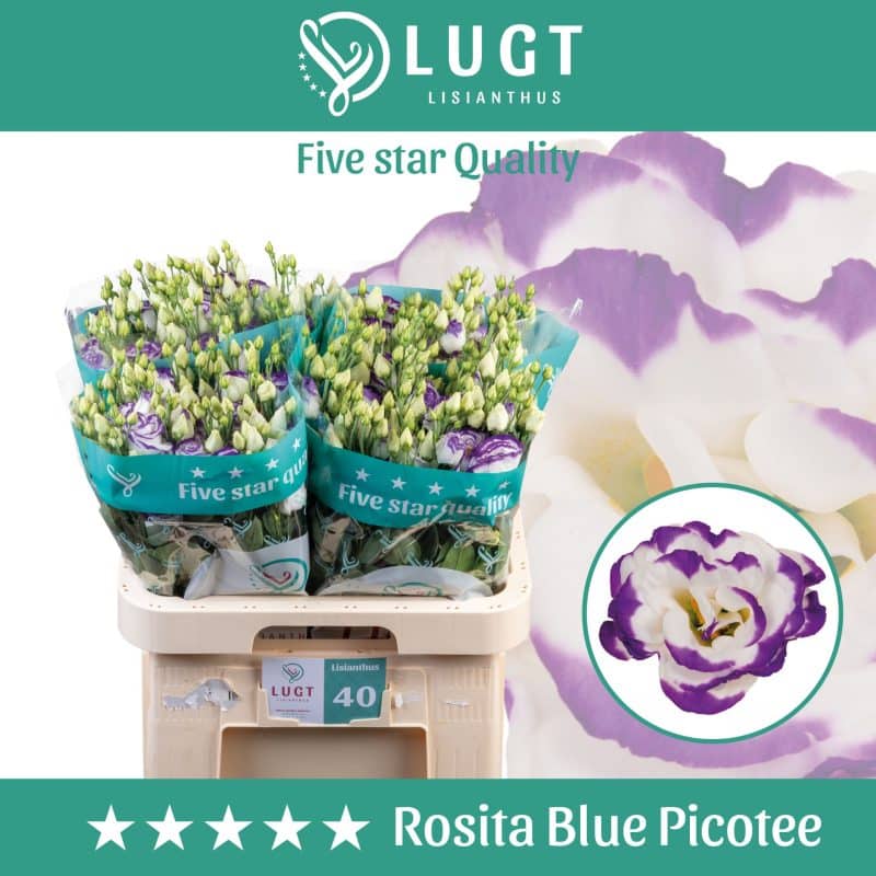 Lila Lisianthus (DU Rosita Blue Pico) 70 cm