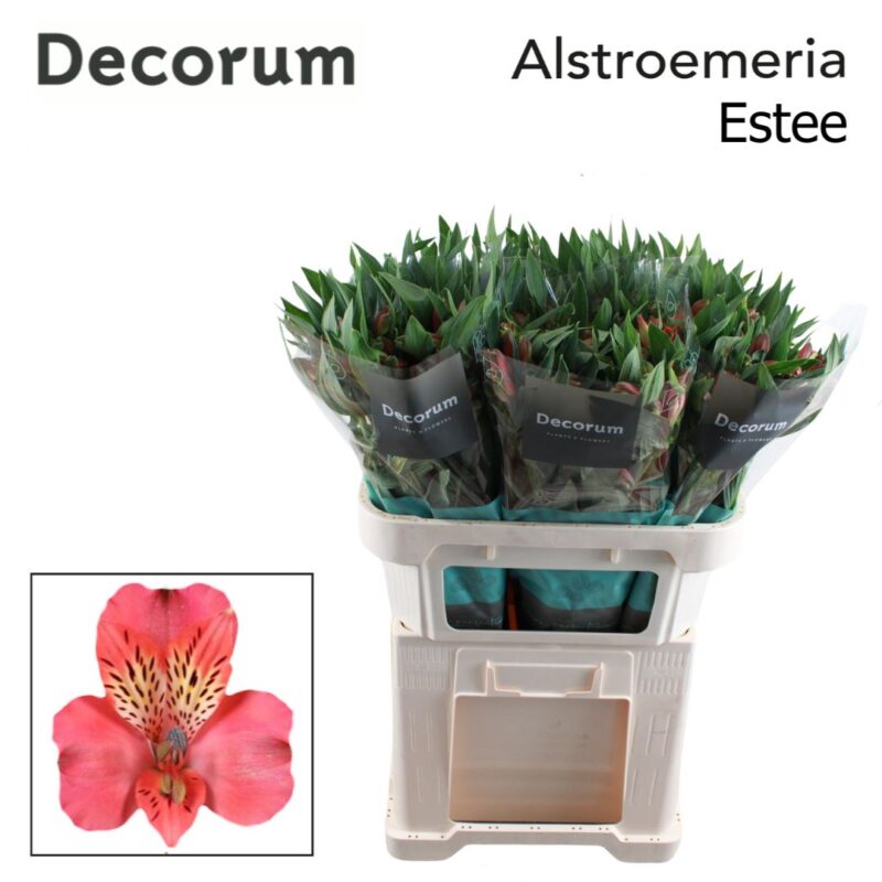 Alstroemeria (Estee)- Rózsaszín 75cm