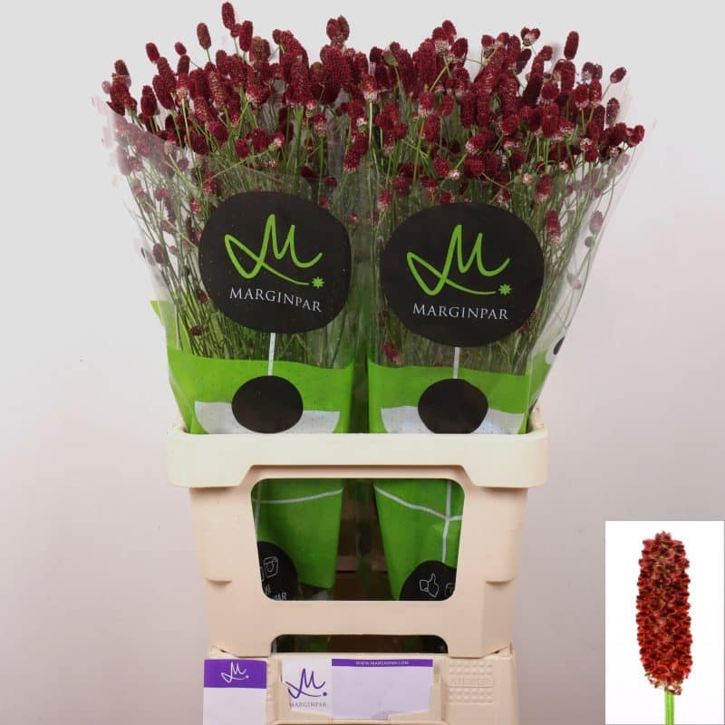 Sanguisorba officinale- Vérfű (Red Dream) 85 cm