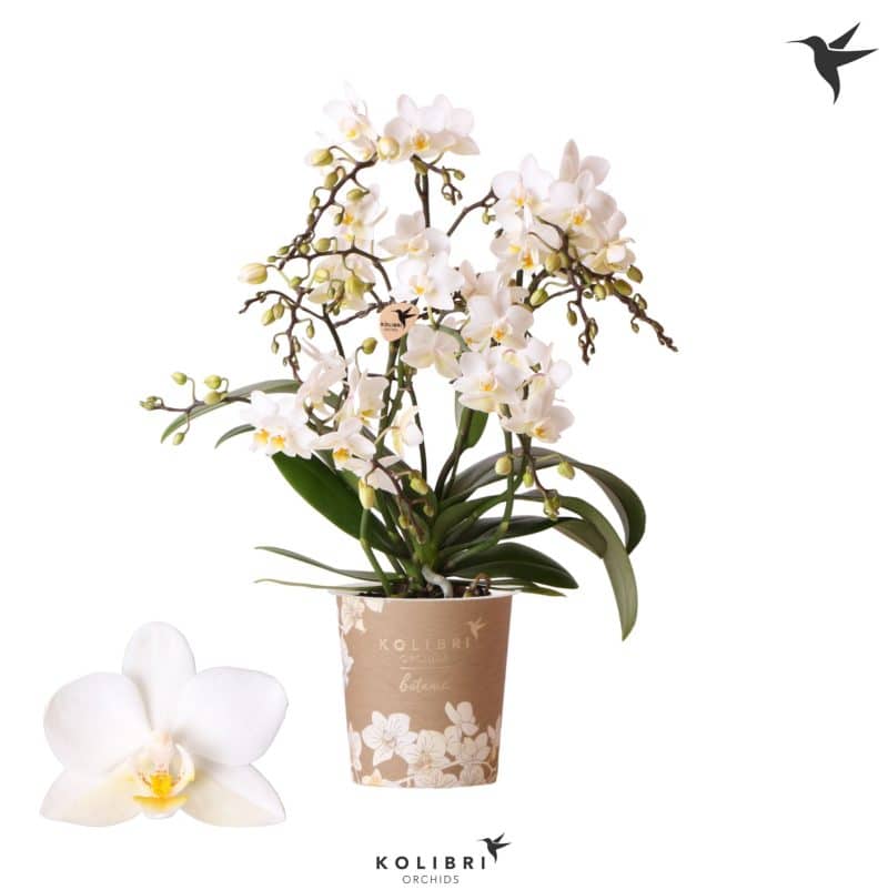 Phalaenopsis- Orchidea (Multi White 4 Ágú) 9/40 cm