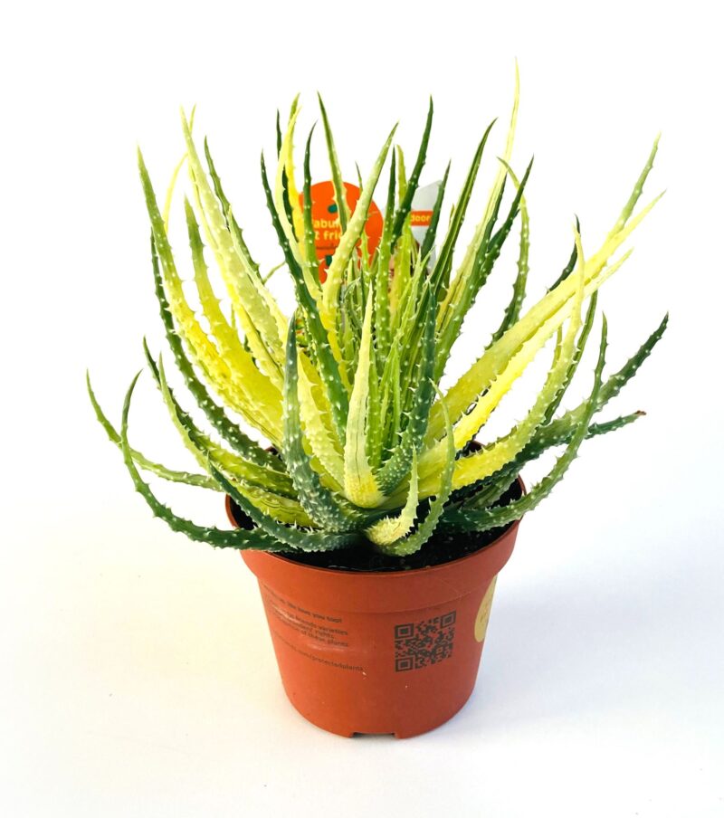 Aloe Humilis- Törpe Aloé  10,5/15cm