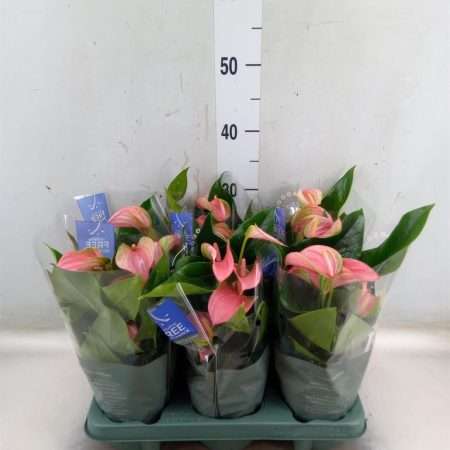 Anthurium- Flamingó (Joli) 12/40cm