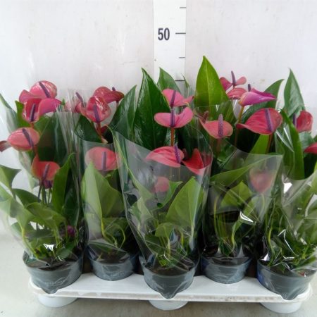 Anthurium- Flamingó (Pure Purple) 12/43cm