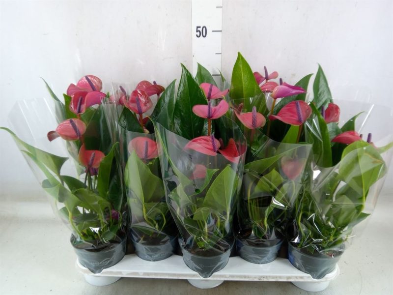 Anthurium- Flamingó (Pure Purple) 12/43cm