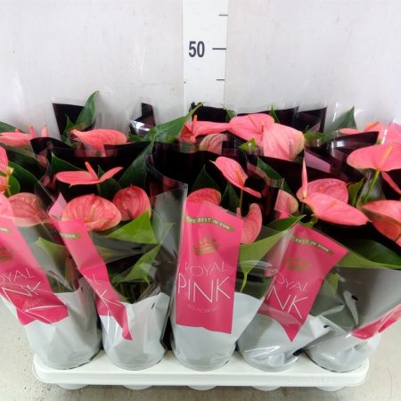 Anthurium- Flamingóvirág (Sweet Dream) 12/45cm