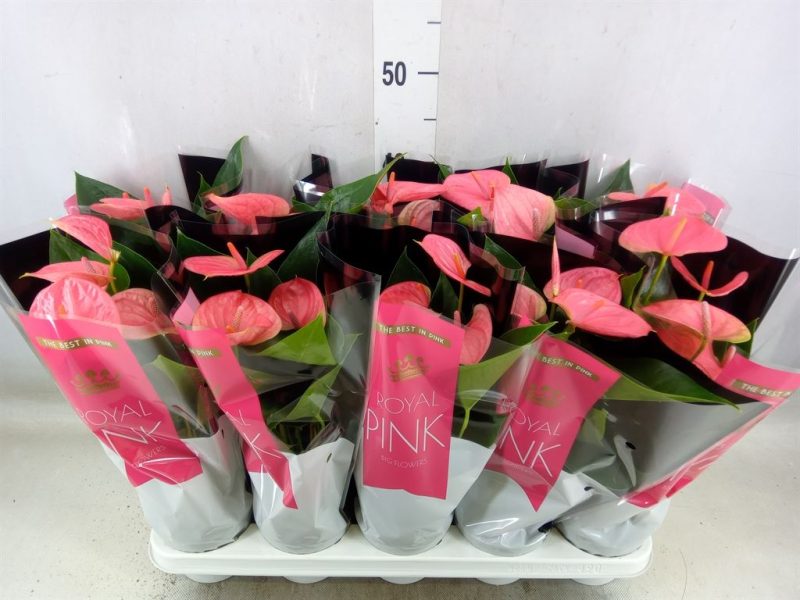Anthurium- Flamingóvirág (Sweet Dream) 12/45cm
