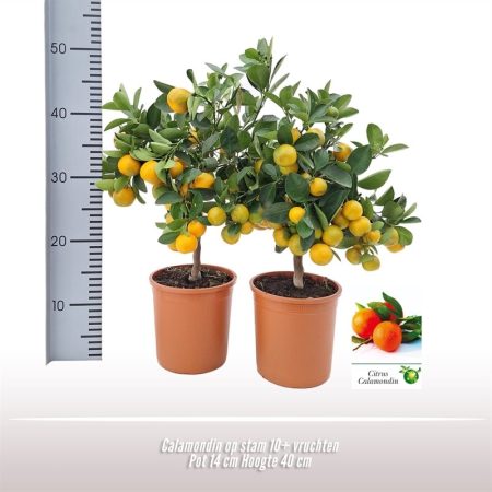 Citrus fa 19/50cm