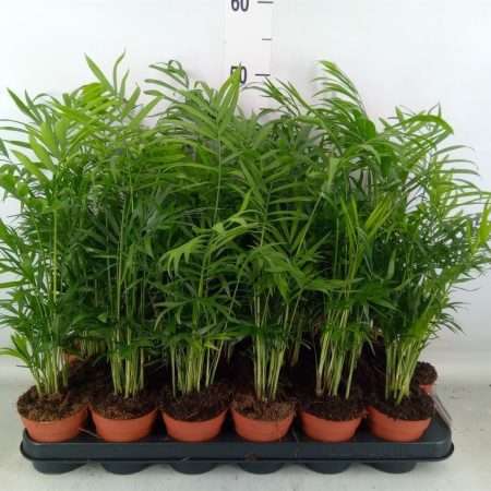 Chamaedorea Gyompálma 9/49cm