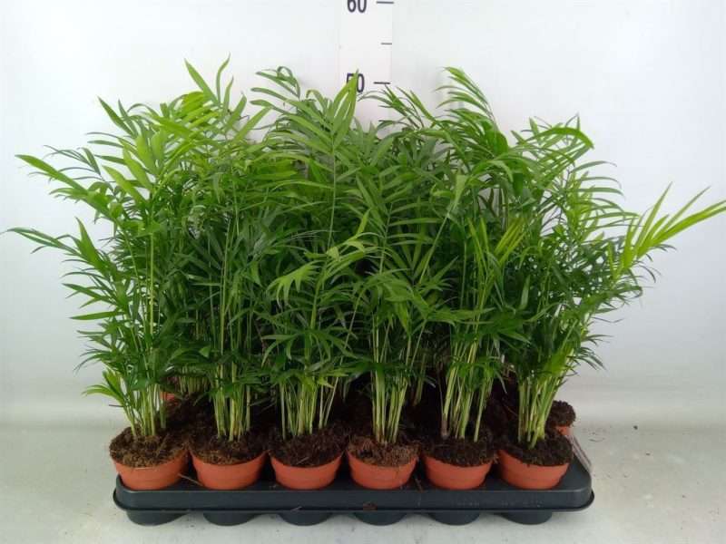 Chamaedorea Gyompálma 9/49cm