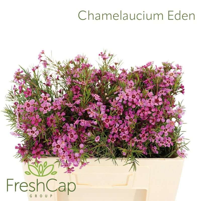 WAX- Chamelaucium (Eden)- 50cm