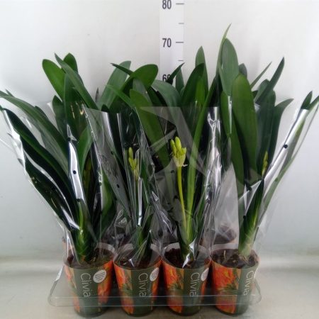 Clivia Miniata- Szobaliliom 13/50cm