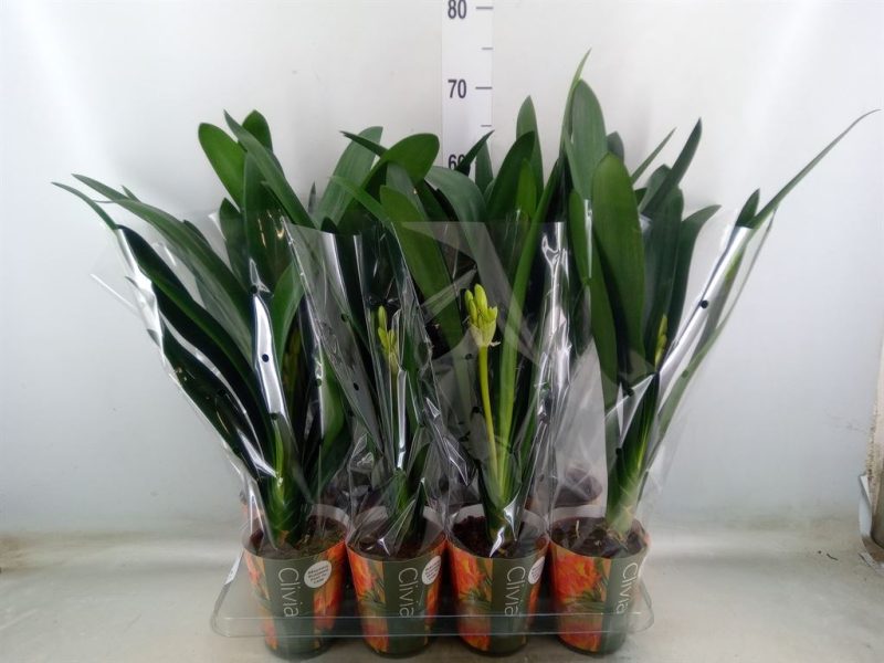 Clivia Miniata- Szobaliliom 13/50cm