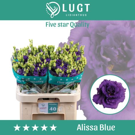 Lila Lisianthus (Double Alissa Blue) 70cm