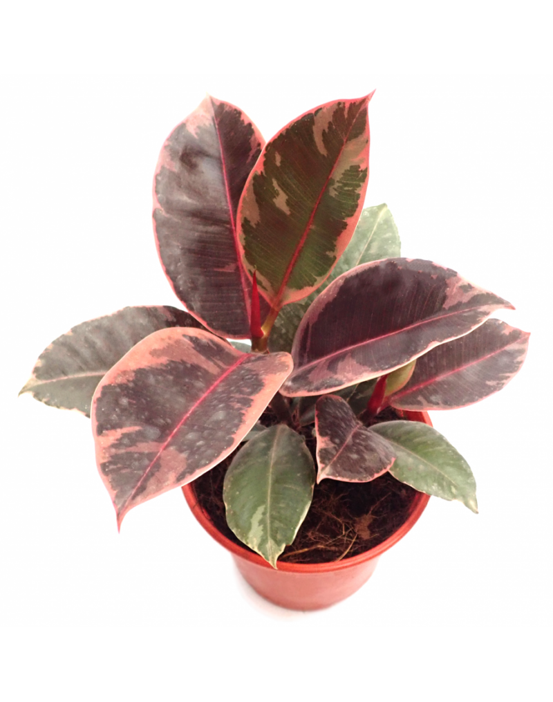 Ficus Elastica- Szobafikusz (Belize) 12/35cm