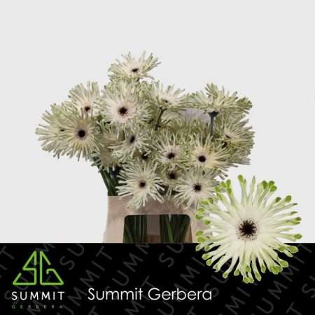 Világoszöld Gerbera (Pastini Arona) 56cm