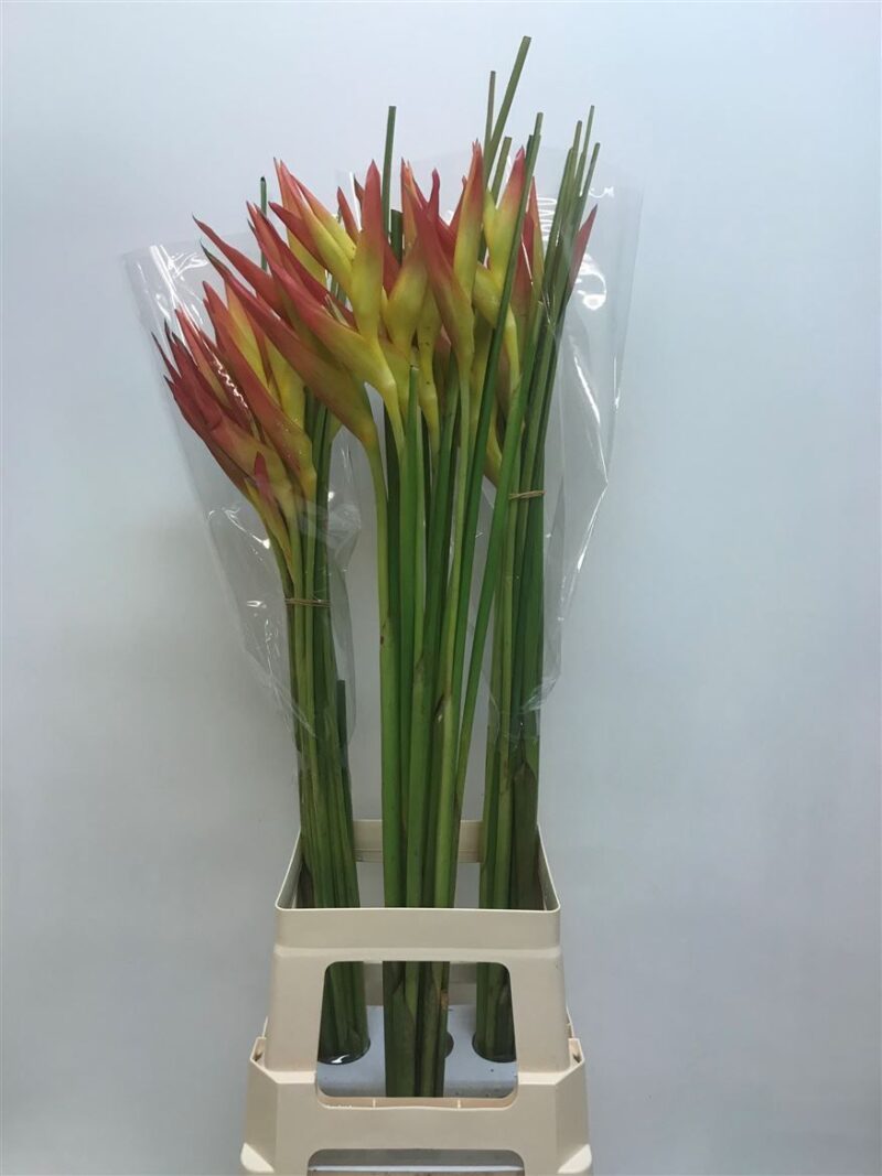 Heliconia- Rákollóvirág  (Orange) 80cm NN