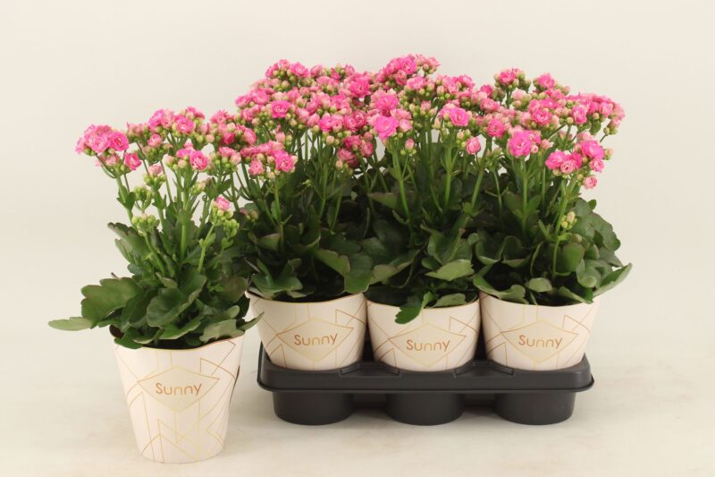 Kalanchoe- Korallvirág (Pink Mix) 14/40cm NN