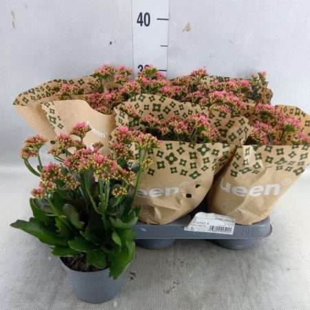 Kalanchoe- Korallvirág (Wild Flowers Ladylike) 10,5/28cm