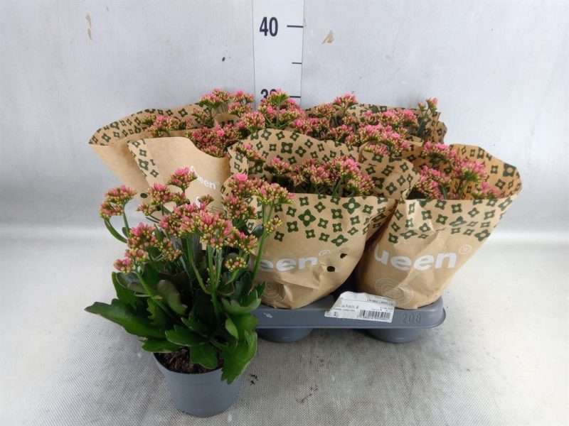 Kalanchoe- Korallvirág (Wild Flowers Ladylike) 10,5/28cm