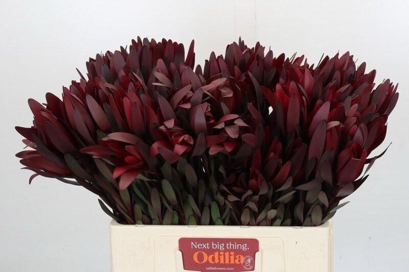 Leucadendron (Safari Sunset) 60cm NN