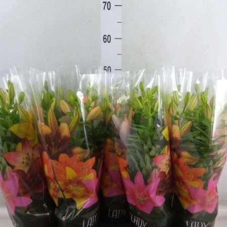 Liliom asia. (Tiny Double Dutch) 13/40cm