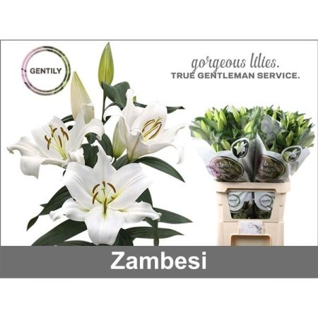 Fehér Liliom (OR Trum. Zambesi) 90cm
